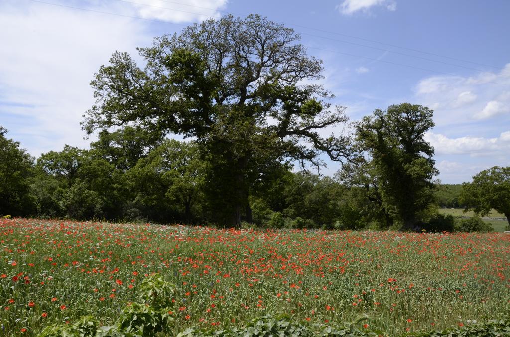 Masseria Cappella مارتينا فرانكا المظهر الخارجي الصورة